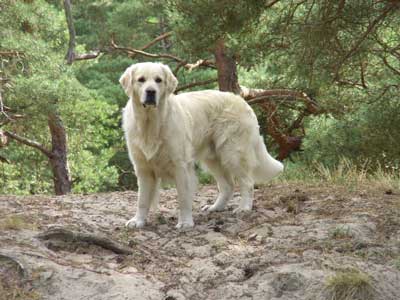 Bendley auf dem Darß am 13.07.08