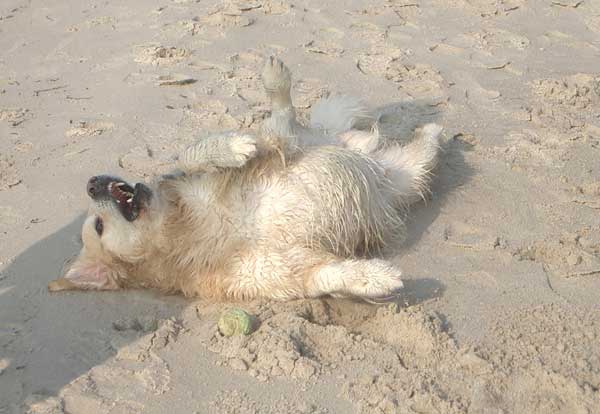 Crazy Bendley - Weststrand auf dem Darß 2009